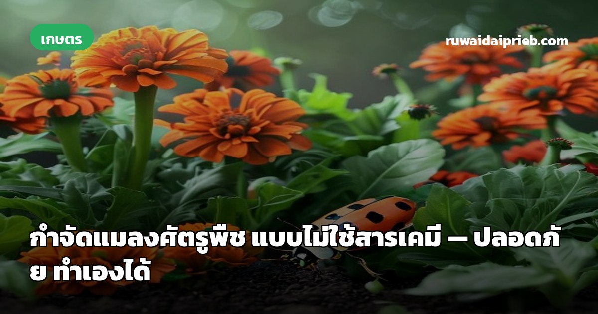 กำจัดแมลงศัตรูพืช แบบไม่ใช้สารเคมี — ปลอดภัย ทำเองได้