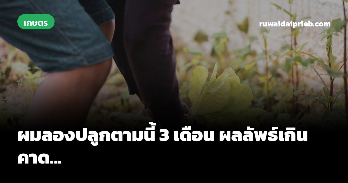 ผมลองปลูกตามนี้ 3 เดือน ผลลัพธ์เกินคาด...