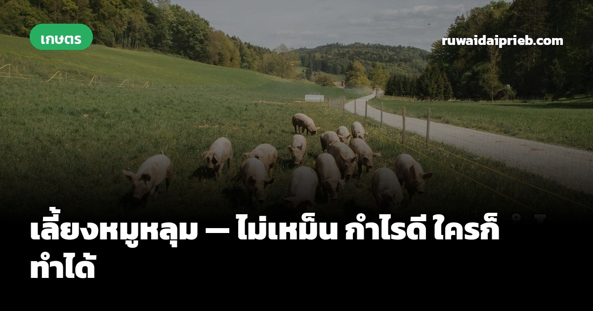 เลี้ยงหมูหลุม — ไม่เหม็น กำไรดี ใครก็ทำได้