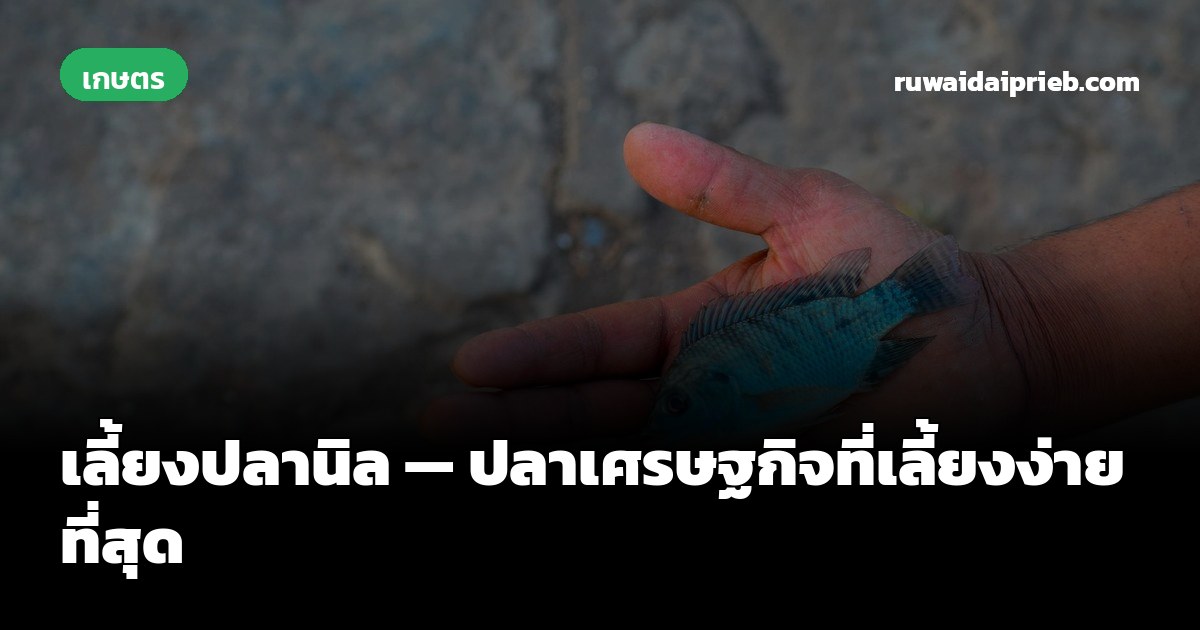 เลี้ยงปลานิล — ปลาเศรษฐกิจที่เลี้ยงง่ายที่สุด