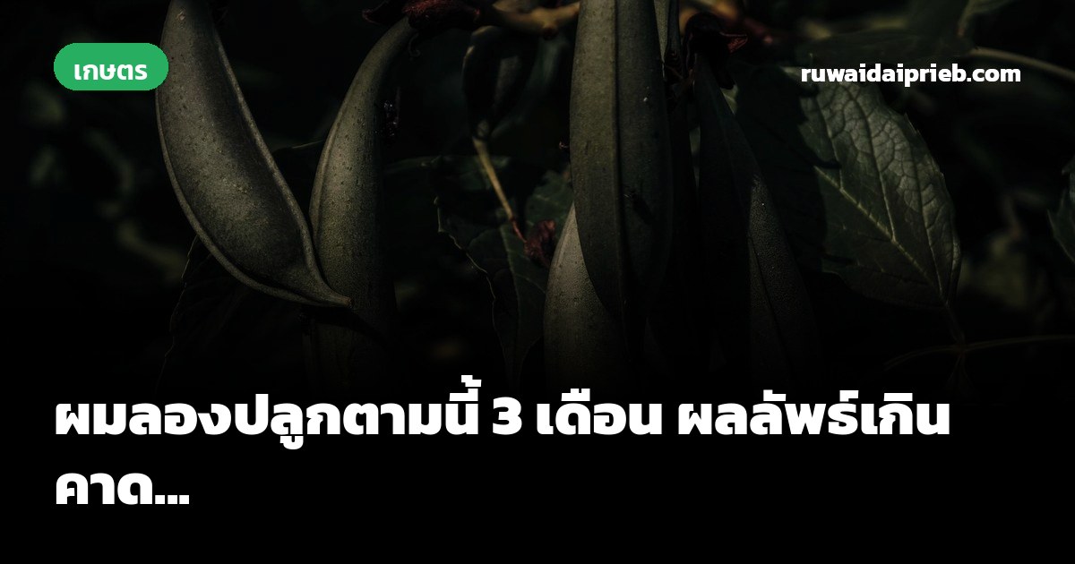 ผมลองปลูกตามนี้ 3 เดือน ผลลัพธ์เกินคาด...