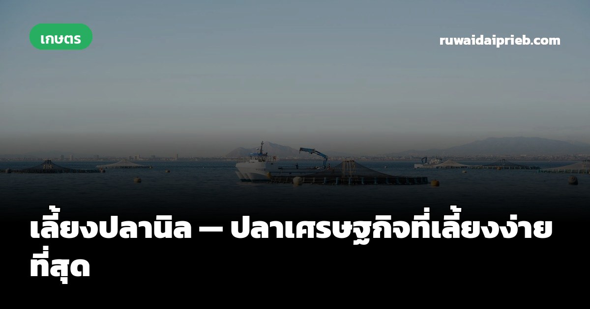 เลี้ยงปลานิล — ปลาเศรษฐกิจที่เลี้ยงง่ายที่สุด