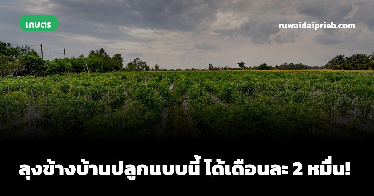 ลุงข้างบ้านปลูกแบบนี้ ได้เดือนละ 2 หมื่น!