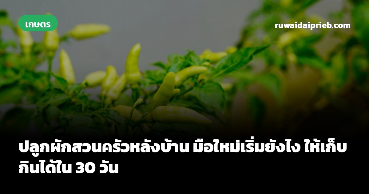 ปลูกผักสวนครัวหลังบ้าน มือใหม่เริ่มยังไง ให้เก็บกินได้ใน 30 วัน