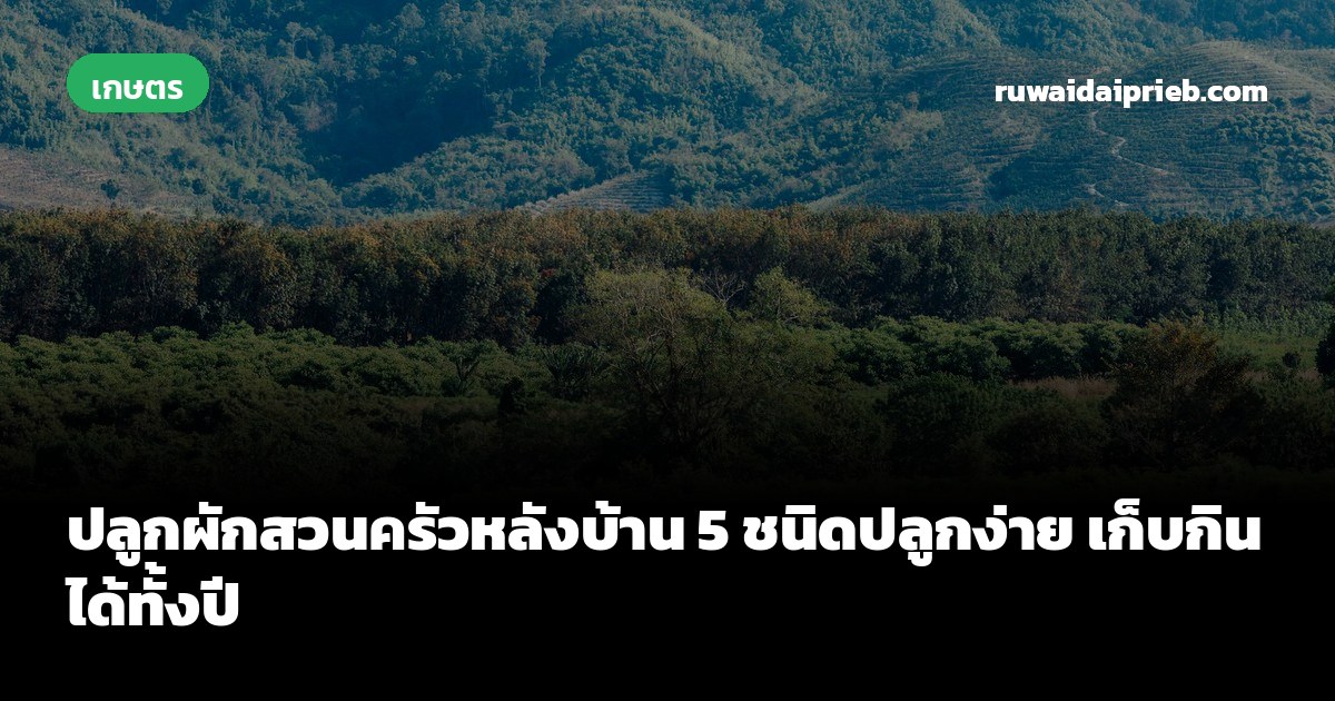 ปลูกผักสวนครัวหลังบ้าน 5 ชนิดปลูกง่าย เก็บกินได้ทั้งปี