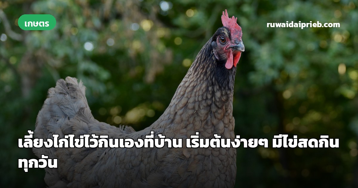 เลี้ยงไก่ไข่ไว้กินเองที่บ้าน เริ่มต้นง่ายๆ มีไข่สดกินทุกวัน