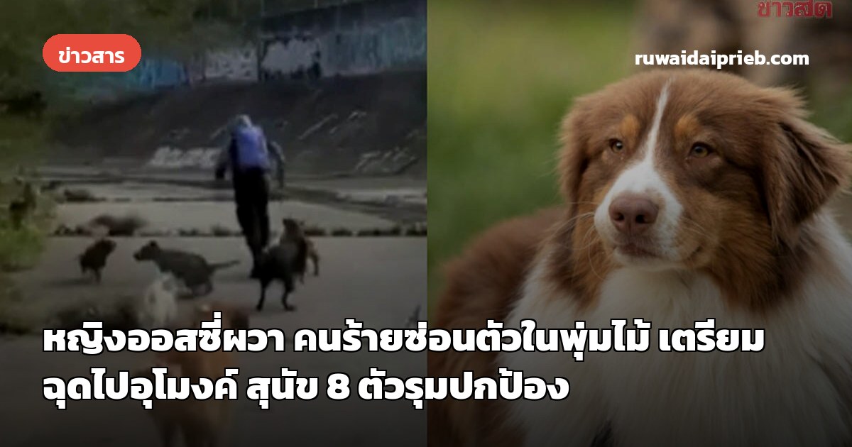 หญิงออสซี่ผวา คนร้ายซ่อนตัวในพุ่มไม้ เตรียมฉุดไปอุโมงค์ สุนัข 8 ตัวรุมปกป้อง