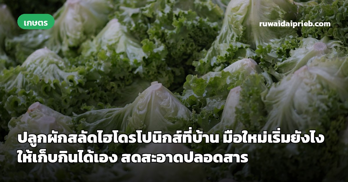 ปลูกผักสลัดไฮโดรโปนิกส์ที่บ้าน มือใหม่เริ่มยังไง ให้เก็บกินได้เอง สดสะอาดปลอดสาร