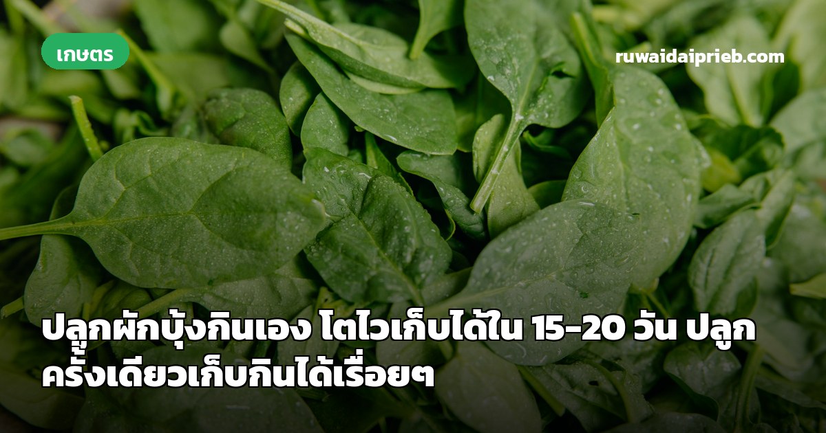 ปลูกผักบุ้งกินเอง โตไวเก็บได้ใน 15-20 วัน ปลูกครั้งเดียวเก็บกินได้เรื่อยๆ