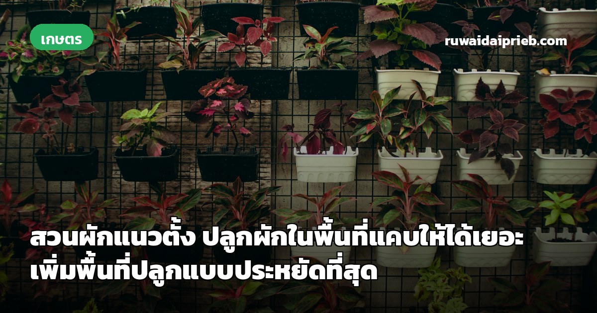 สวนผักแนวตั้ง ปลูกผักในพื้นที่แคบให้ได้เยอะ เพิ่มพื้นที่ปลูกแบบประหยัดที่สุด