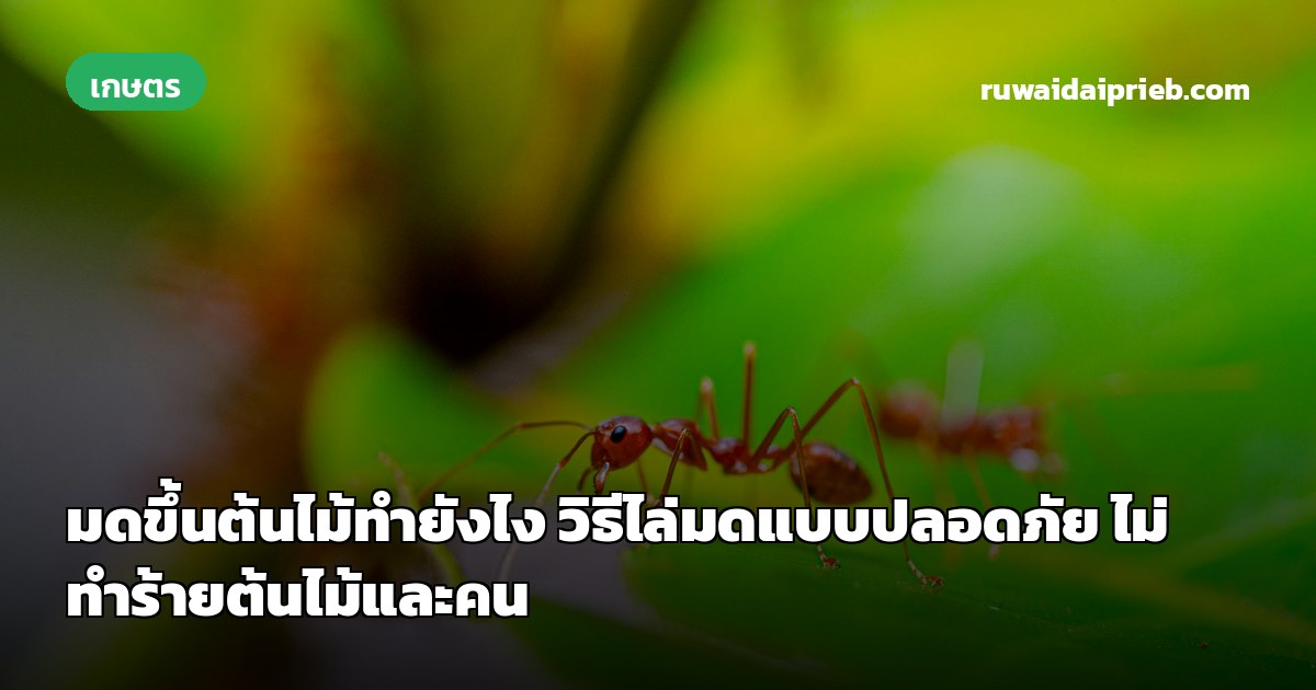 มดขึ้นต้นไม้ทำยังไง วิธีไล่มดแบบปลอดภัย ไม่ทำร้ายต้นไม้และคน