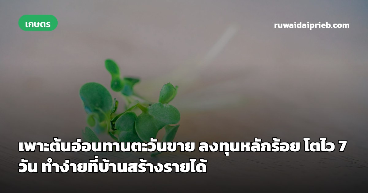เพาะต้นอ่อนทานตะวันขาย ลงทุนหลักร้อย โตไว 7 วัน ทำง่ายที่บ้านสร้างรายได้
