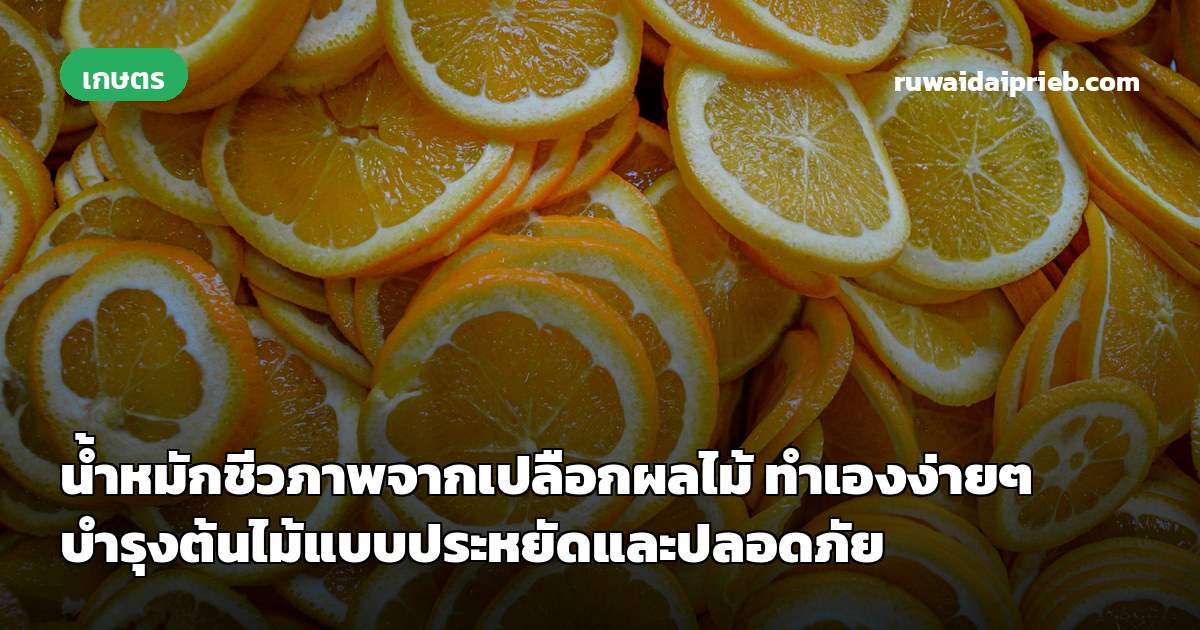 น้ำหมักชีวภาพจากเปลือกผลไม้ ทำเองง่ายๆ บำรุงต้นไม้แบบประหยัดและปลอดภัย