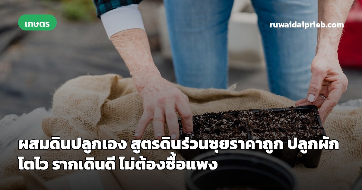 ผสมดินปลูกเอง สูตรดินร่วนซุยราคาถูก ปลูกผักโตไว รากเดินดี ไม่ต้องซื้อแพง