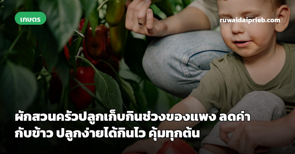 ผักสวนครัวปลูกเก็บกินช่วงของแพง ลดค่ากับข้าว ปลูกง่ายได้กินไว คุ้มทุกต้น