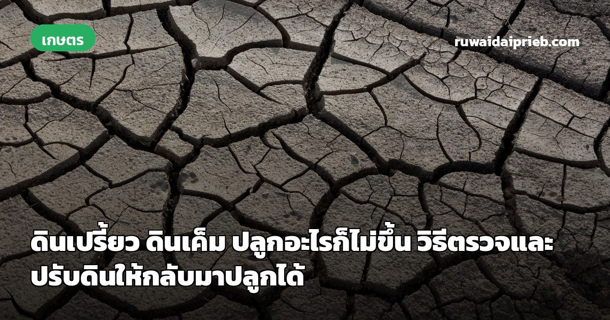 ดินเปรี้ยว ดินเค็ม ปลูกอะไรก็ไม่ขึ้น วิธีตรวจและปรับดินให้กลับมาปลูกได้